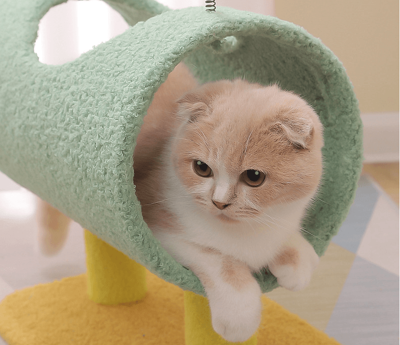 Ultimate Cat Adventure Playground With Built-In Litter Box